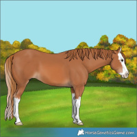 Horse Color:Chestnut Splash 