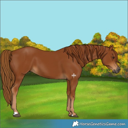 Horse Color:Gray Chestnut 
