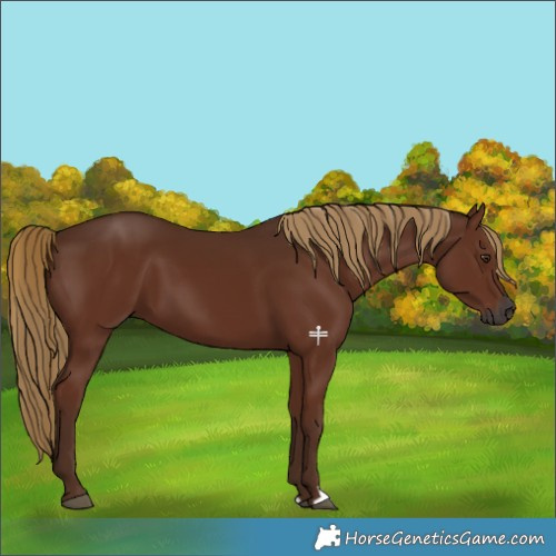 Horse Color:Gray Chestnut 