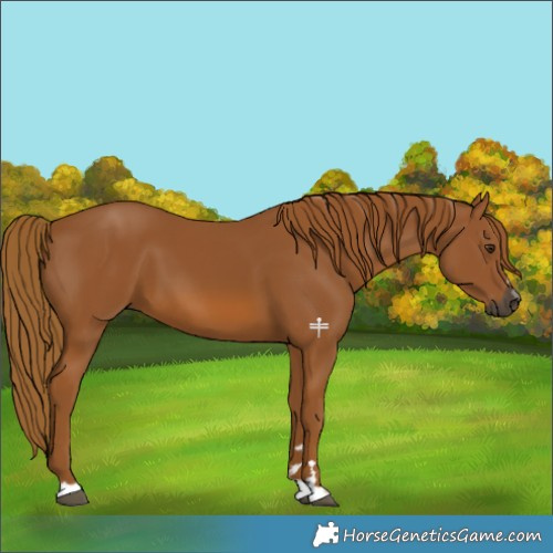 Horse Color:Gray Chestnut 