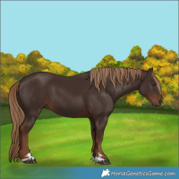 Horse Color:Liver Chestnut 