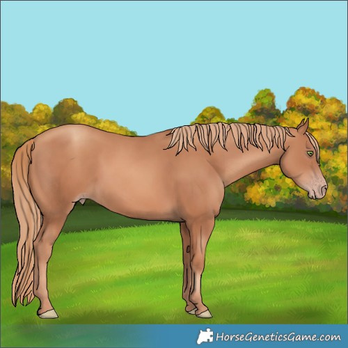 Horse Color:Gold Champagne