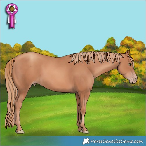 Horse Color:Gold Champagne 