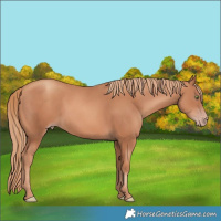 Horse Color:Gold Champagne