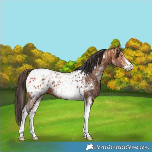 Horse Color:Amber Champagne Sabino Tobiano Appaloosa  and Bay Sabino Tobiano Appaloosa 