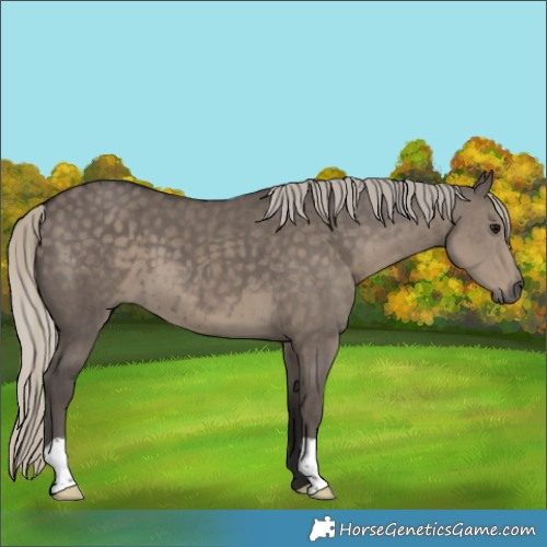 Horse Color:Silver Smoky Grullo 