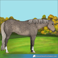 Horse Color:Silver Smoky Grullo 