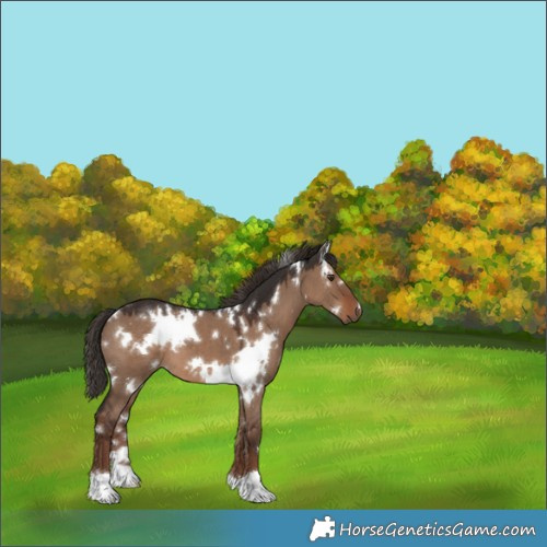 Horse Color:White Spotted Liver Red Dun 