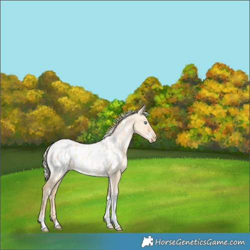 Horse Color:White Spotted Silver Buckskin Pearl Dun Mushroom Tobiano Appaloosa 