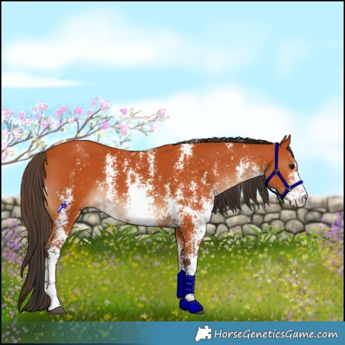 Horse Color:Bay Sabino Rabicano 