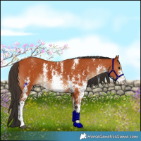 Horse Color:Bay Sabino Rabicano