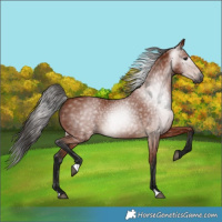 Horse Color:Gray Bay
