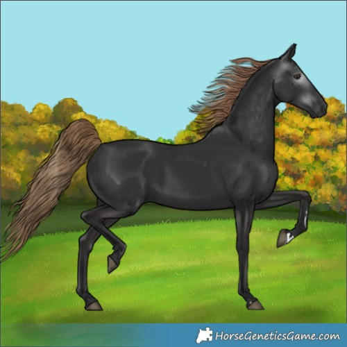 Horse Color:Gray Liver Chestnut 