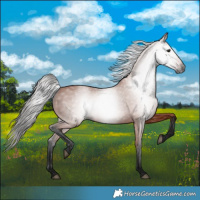 Horse Color:Gray Bay