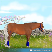 Horse Color:Silver Bay 