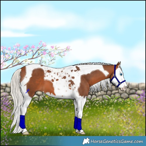 Horse Color:Silver Brown Splash Tobiano 