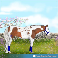 Horse Color:Silver Brown Splash Tobiano 