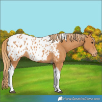 Horse Color:Chestnut Tobiano Blanket Rabicano 