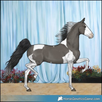 Horse Color:Grullo Splash Tobiano 