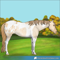 Horse Color:Buckskin Dun Tobiano Blanket Rabicano 