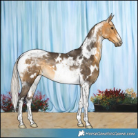 Horse Color:White Spotted Silver Buckskin Tobiano 