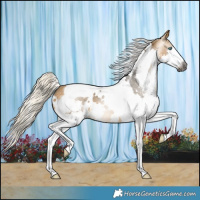 Horse Color:Gray White Spotted Silver Buckskin Splash Tobiano Appaloosa 