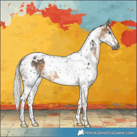 Horse Color:Gray White Spotted Silver Buckskin Splash Tobiano 