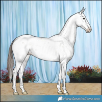 Horse Color:Bay Sabino Appaloosa 