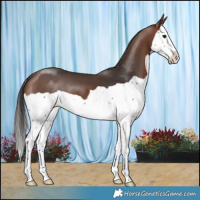 Horse Color:Brown Splash 