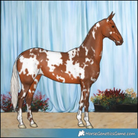 Horse Color:White Spotted Silver Bay 