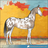 Horse Color:Brown Dun Splash Blanket 