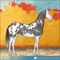 Horse Color:Grullo Splash Appaloosa 