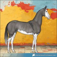 Horse Color:Grullo Splash Rabicano 