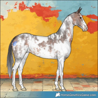 Horse Color:White Spotted Bay Sabino 