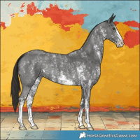 Horse Color:Liver Chestnut Sabino