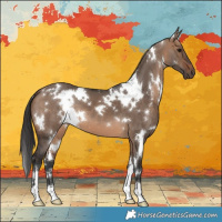 Horse Color:White Spotted Brown Dun