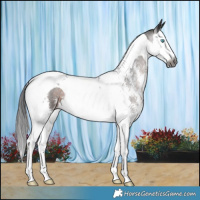 Horse Color:Gray Brown Sabino Splash Tobiano 