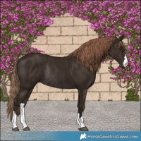 Horse Color:Liver Chestnut Rabicano 