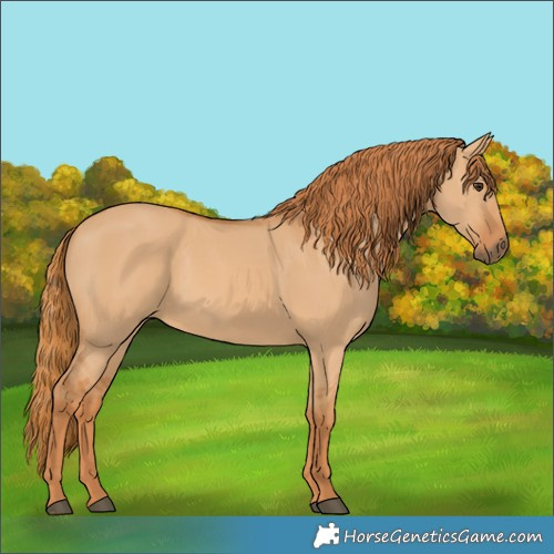 Horse Color:Red Dun 