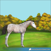 Horse Color:Brown Roan Splash 