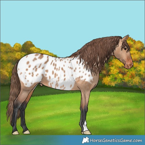 Horse Color:Bay Dun Blanket 