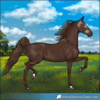 Horse Color:Gray Chestnut 