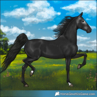 Horse Color:Gray Black 