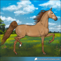 Horse Color:Gray Red Dun 