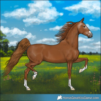 Horse Color:Gray Chestnut 