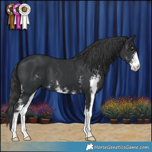Horse Color:Black Sabino 