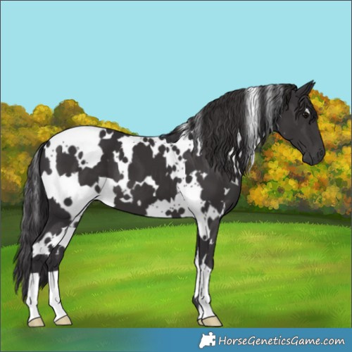Horse Color:White Spotted Smoky Black 