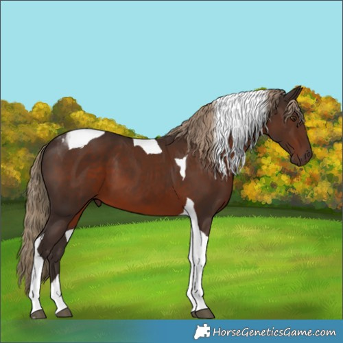 Horse Color:Liver Chestnut Tobiano 