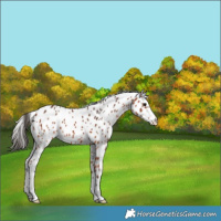 Horse Color:Bay Appaloosa 