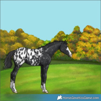 Horse Color:Black Appaloosa 
